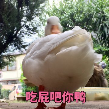 对鸭表情包制作-表情包大全_https://www.wordpress6.com_生活实用_第3张