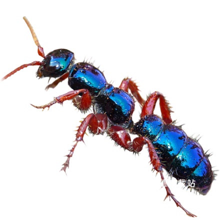 小小蚁国中文版下载_https://m.wordpress6.com_模拟经营_第1张