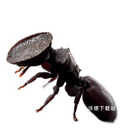 小小蚁国中文版下载_https://m.wordpress6.com_模拟经营_第2张