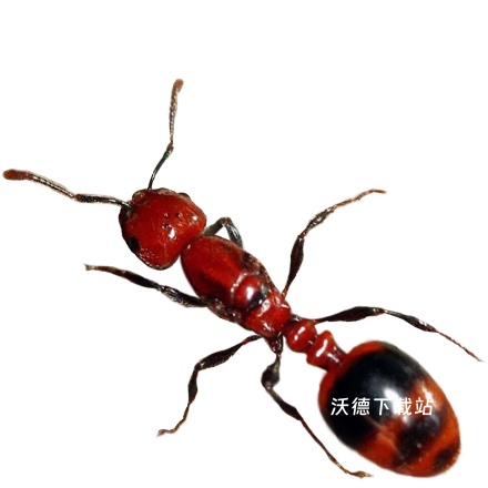 小小蚁国中文版下载_https://m.wordpress6.com_模拟经营_第3张