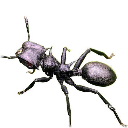 小小蚁国中文版下载_https://m.wordpress6.com_模拟经营_第4张