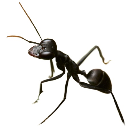 小小蚁国中文版下载_https://m.wordpress6.com_模拟经营_第5张