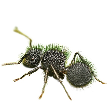 小小蚁国中文版下载_https://m.wordpress6.com_模拟经营_第6张